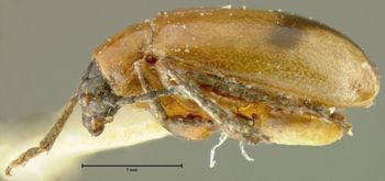 Media type: image;   Entomology 35481 Aspect: habitus lateral view